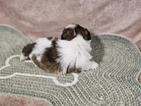 Lexi, a female Shih Tzu for sale in Central, AR – Photo 3 of 3