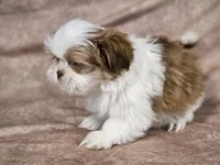 Buster, a male Shih Tzu for sale in Central, AR – Photo 3 of 4