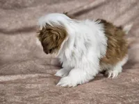 Buster, a male Shih Tzu for sale in Central, AR – Photo 2 of 4