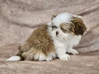 Buster, a male Shih Tzu for sale in Central, AR – Photo 4 of 4