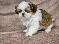 Buster, a male Shih Tzu for sale in Central, AR – Photo 1 of 4