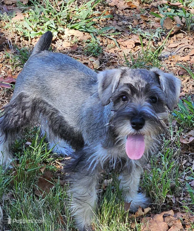 Finn – Miniature Schnauzer puppy for sale in Central, AR