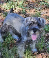 Finn, a male Miniature Schnauzer for sale in Central, AR – 1 of 5