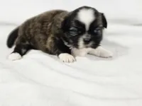 Sophie, a female Shih Tzu for sale in Central, AR – 2 of 5