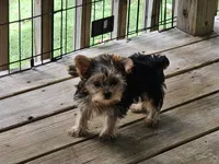Lexi, a female Yorkshire Terrier for sale in Central, AR – 5 of 5
