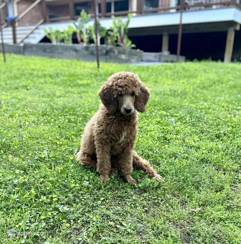 Century – Poodle - Standard  puppy for sale in Cleveland, TN