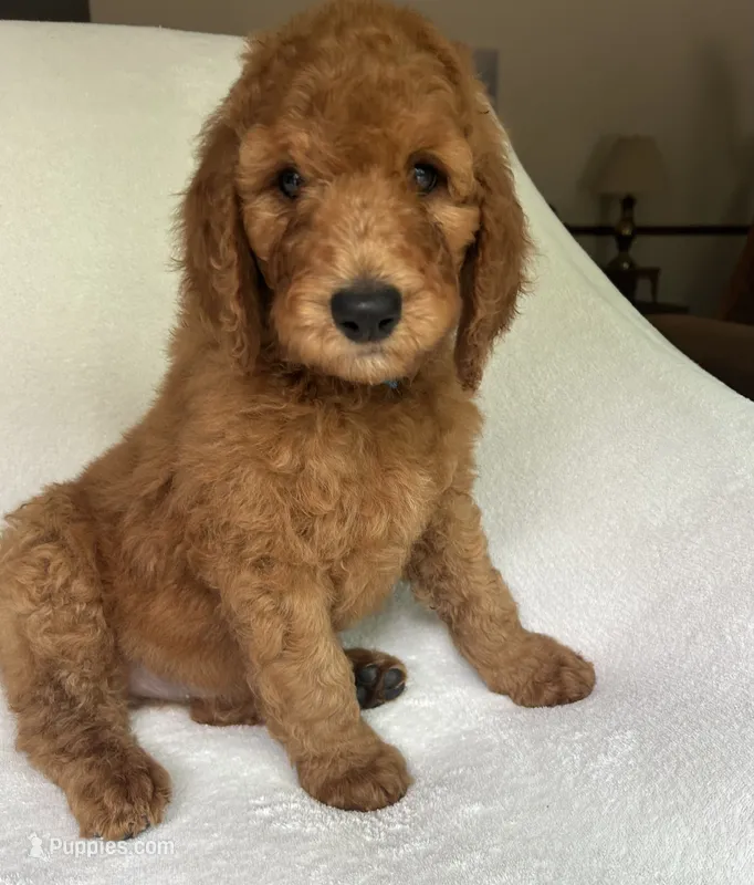 Champ – Poodle - Standard  puppy for sale in Cleveland, TN