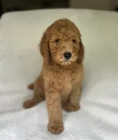 Captain, a male Poodle - Standard  for sale in Cleveland, TN – 2 of 8