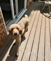 Zoe , a female Poodle - Standard  for sale in Cleveland, TN – 7 of 7