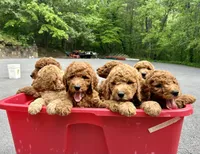 Cypress, a male Poodle - Standard  for sale in Cleveland, TN – 7 of 8