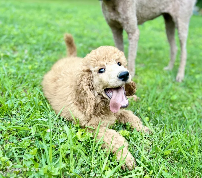 Captain – Poodle - Standard  puppy for sale in Cleveland, TN