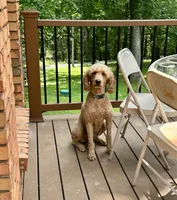 Zoe , a female Poodle - Standard  for sale in Cleveland, TN – 4 of 7
