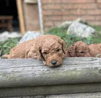 Captain, a male Poodle - Standard  for sale in Cleveland, TN – Photo 6 of 6