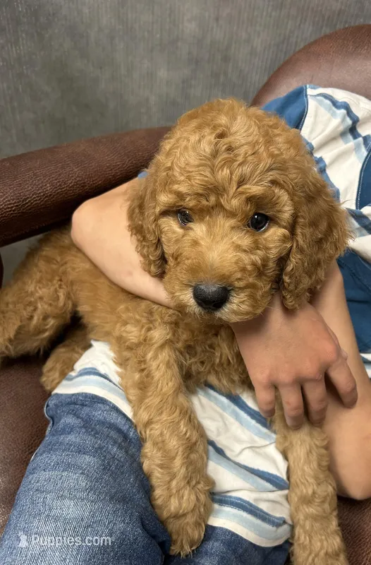 Captain, a male Poodle - Standard  for sale in Cleveland, TN – Photo 1 of 8