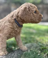 Captain, a male Poodle - Standard  for sale in Cleveland, TN – Photo 2 of 6