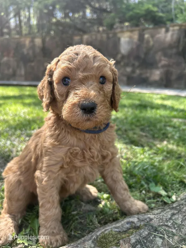 Captain – Poodle - Standard  puppy for sale in Cleveland, TN