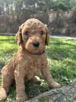 Captain, a male Poodle - Standard  for sale in Cleveland, TN – Photo 1 of 6