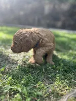 Captain, a male Poodle - Standard  for sale in Cleveland, TN – Photo 4 of 6
