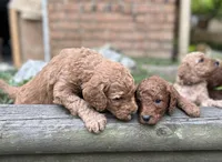 Captain, a male Poodle - Standard  for sale in Cleveland, TN – Photo 5 of 6