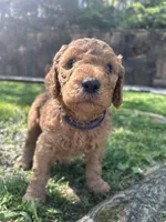 Captain, a male Poodle - Standard  for sale in Cleveland, TN – Photo 3 of 6