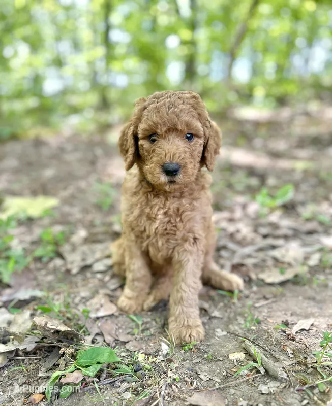 Captain – Poodle - Standard  puppy for sale in Cleveland, TN