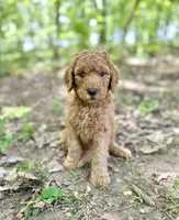 Captain, a male Poodle - Standard  for sale in Cleveland, TN – Photo 2 of 8