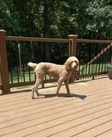 Zoe , a female Poodle - Standard  for sale in Cleveland, TN – 5 of 7