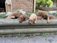 Century, a male Poodle - Standard  for sale in Cleveland, TN – Photo 4 of 4