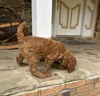 Century, a male Poodle - Standard  for sale in Cleveland, TN – 7 of 10