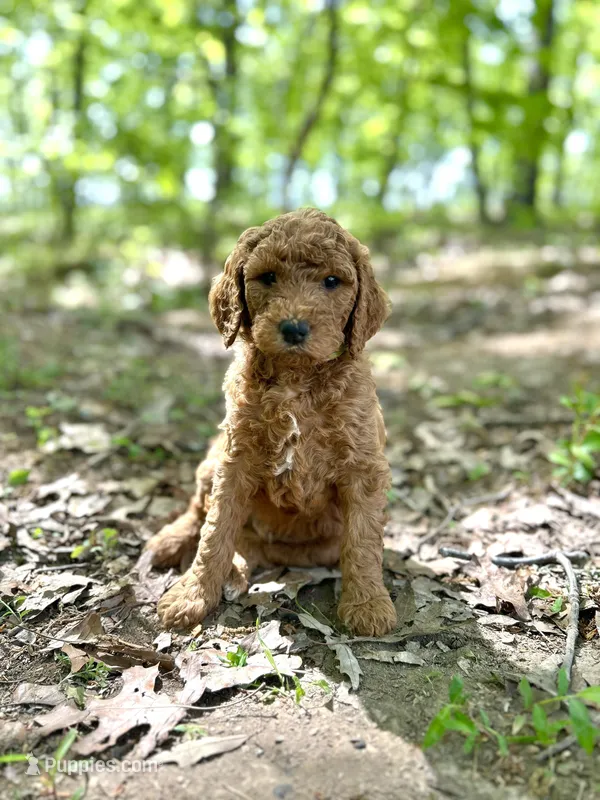 Century – Poodle - Standard  puppy for sale in Cleveland, TN
