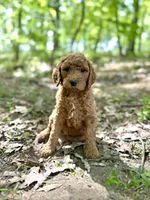 Century, a male Poodle - Standard  for sale in Cleveland, TN – 10 of 10