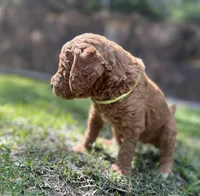 Century, a male Poodle - Standard  for sale in Cleveland, TN – Photo 2 of 4