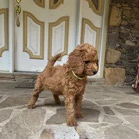 Century, a male Poodle - Standard  for sale in Cleveland, TN – 5 of 10