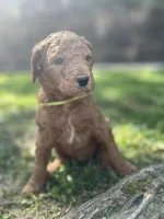 Century, a male Poodle - Standard  for sale in Cleveland, TN – Photo 1 of 4