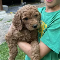 Century, a male Poodle - Standard  for sale in Cleveland, TN – 9 of 10