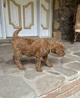 Century, a male Poodle - Standard  for sale in Cleveland, TN – 6 of 10