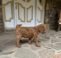 Century, a male Poodle - Standard  for sale in Cleveland, TN – 8 of 10