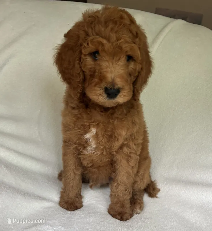 Century – Poodle - Standard  puppy for sale in Cleveland, TN