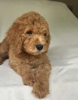Captain, a male Poodle - Standard  for sale in Cleveland, TN – 5 of 8