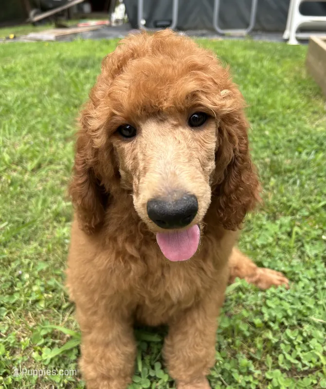 Champ – Poodle - Standard  puppy for sale in Cleveland, TN