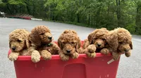 Chief, a male Poodle - Standard  for sale in Cleveland, TN – Photo 9 of 10