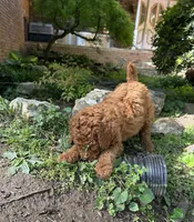 Chief, a male Poodle - Standard  for sale in Cleveland, TN – Photo 4 of 10