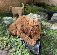 Chief, a male Poodle - Standard  for sale in Cleveland, TN – Photo 6 of 10