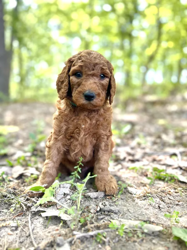 Chief – Poodle - Standard  puppy for sale in Cleveland, TN