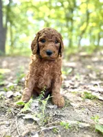 Chief, a male Poodle - Standard  for sale in Cleveland, TN – Photo 8 of 10