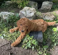 Chief, a male Poodle - Standard  for sale in Cleveland, TN – Photo 1 of 10