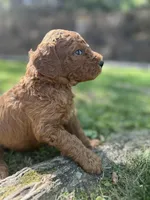 Cheif, a male Poodle - Standard  for sale in Cleveland, TN – Photo 4 of 6