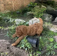 Chief, a male Poodle - Standard  for sale in Cleveland, TN – Photo 7 of 10