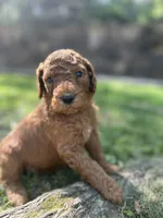 Cheif, a male Poodle - Standard  for sale in Cleveland, TN – Photo 2 of 6