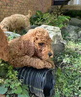 Chief, a male Poodle - Standard  for sale in Cleveland, TN – Photo 5 of 10